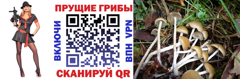 kraken как зайти  Дорогобуж  Галлюциногенные грибы Magic Shrooms 